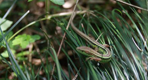 ʯ��--�Ľ���